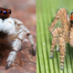 Imagen para el artículo titulado Descubren en Australia doce nuevas especies de espectaculares arañas pavo real